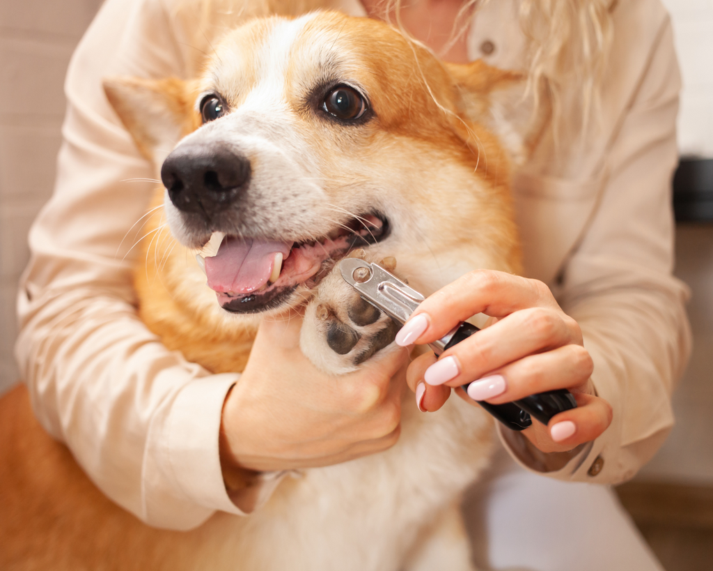 5 Signs Your Pet Might Need Immediate Health Care Attention