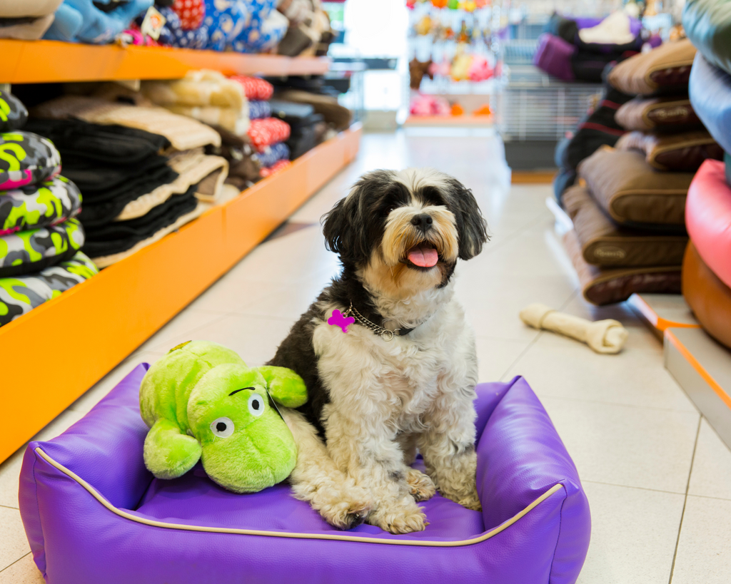 The Ultimate Guide to Choosing the Perfect Toy for Your Pet