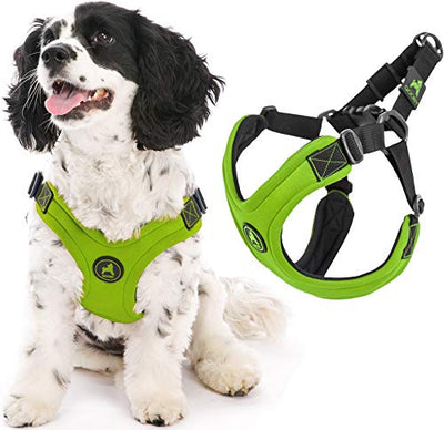 Leash & Harness