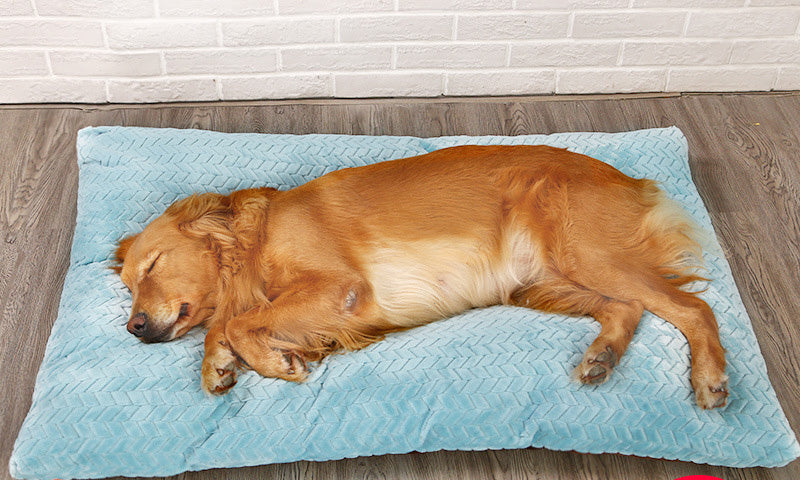 Long Warm Plush Dog Bed Quilted Base 4 sizes