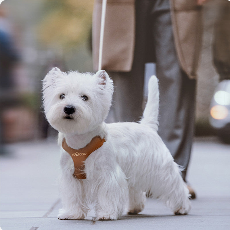 Leash Small And Medium-sized Dog Walking  Leash Chest Strap